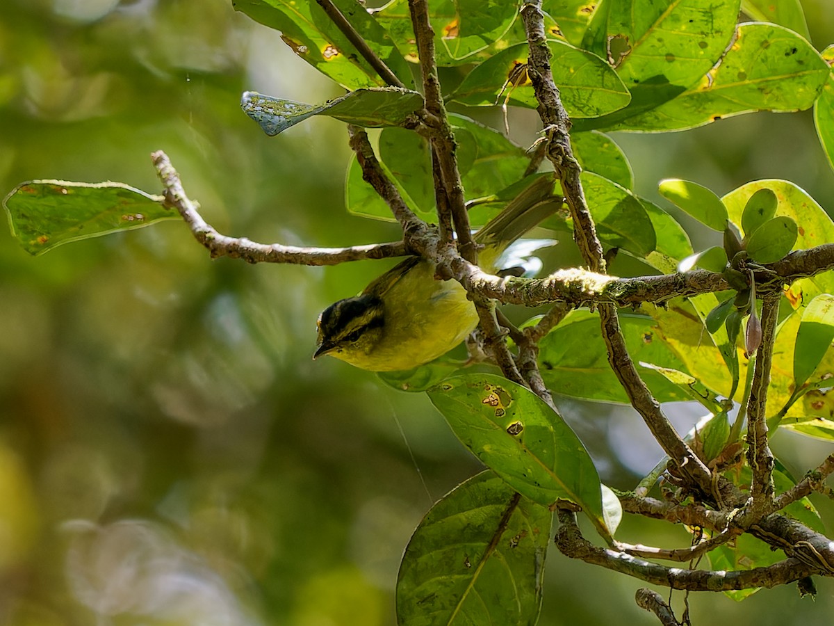 Mountain Leaf Warbler - ML643533808