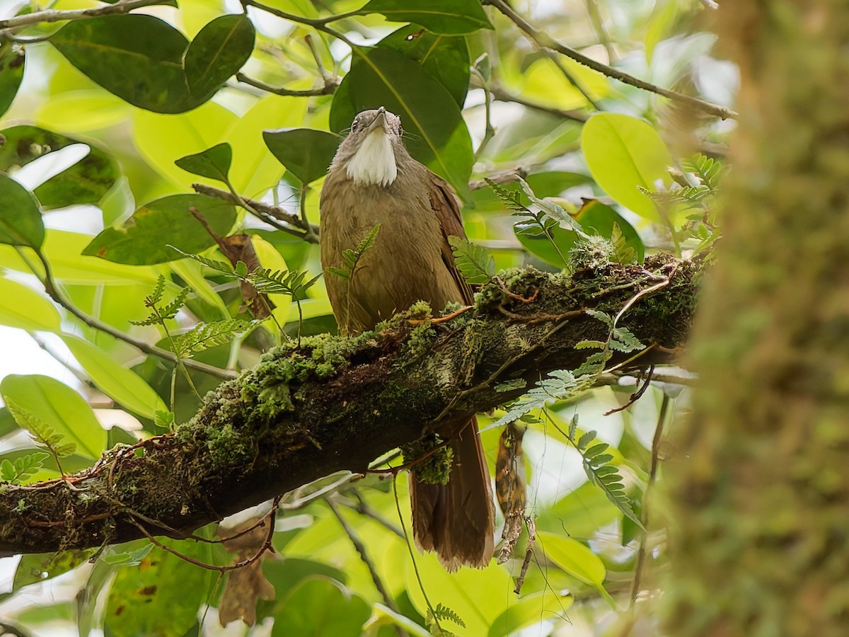 Penan Bulbul - ML643533809