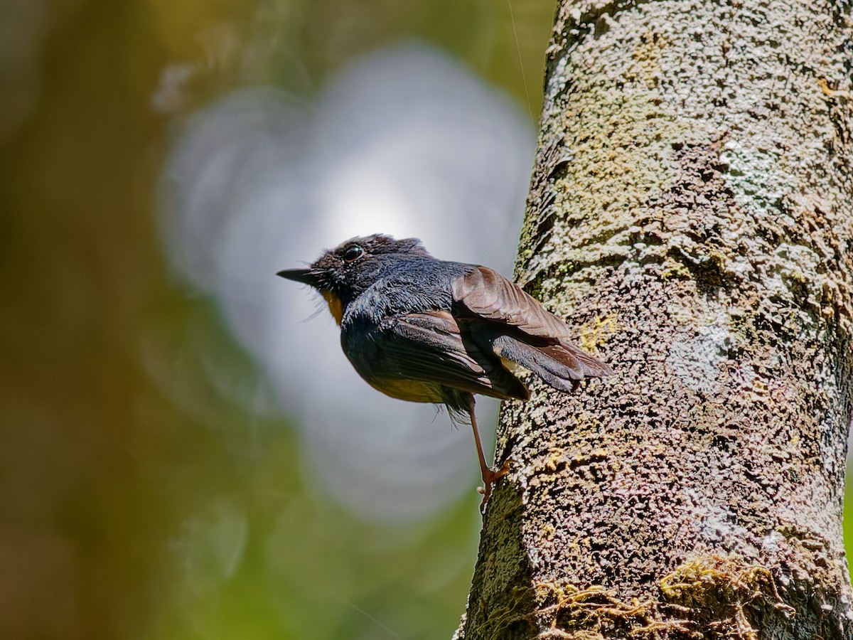 Snowy-browed Flycatcher - ML643533813