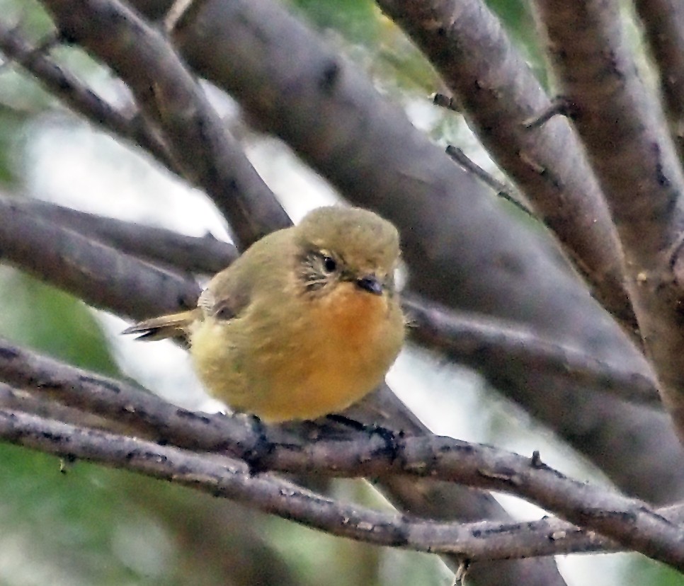 Yellow Thornbill - ML643533816