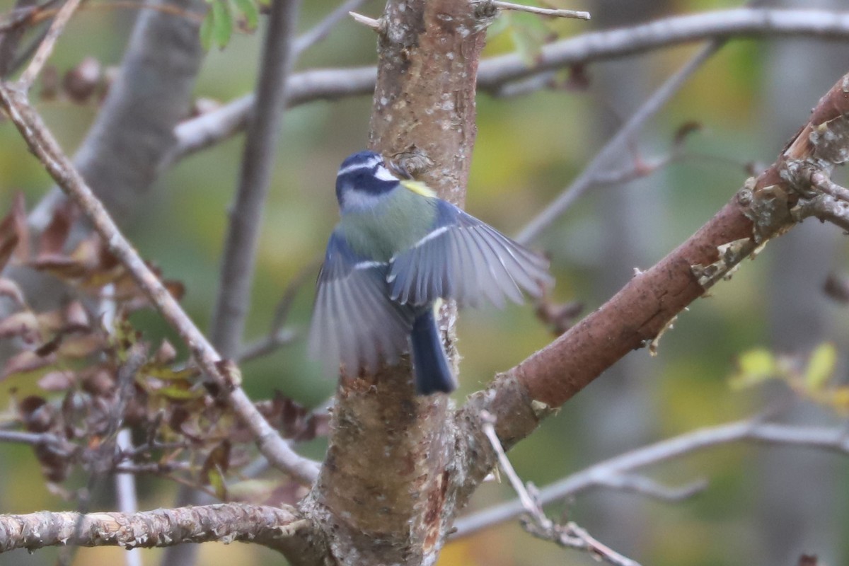 Eurasian Blue Tit - ML643533835