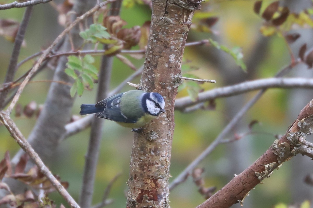 Eurasian Blue Tit - ML643533837