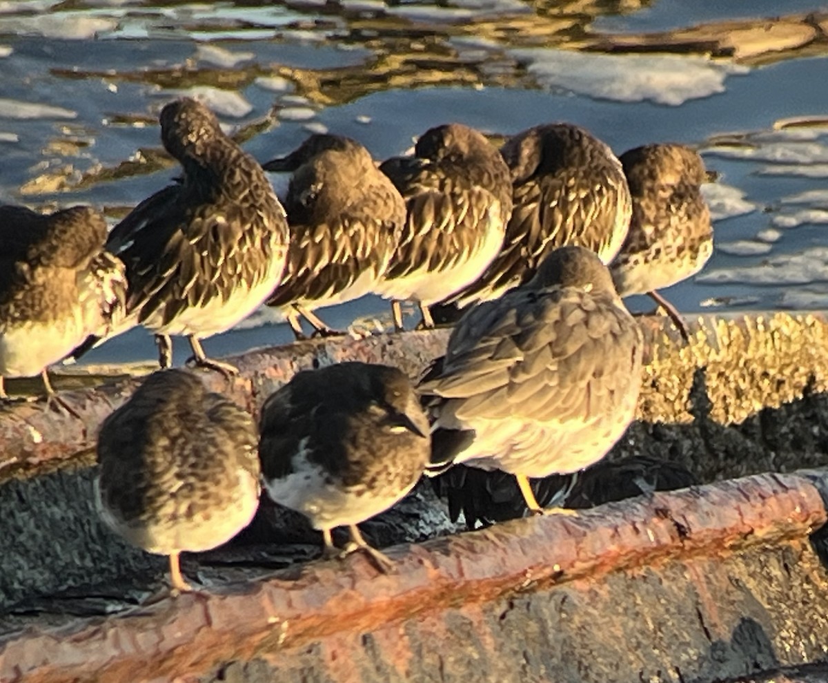 Black Turnstone - ML643533848