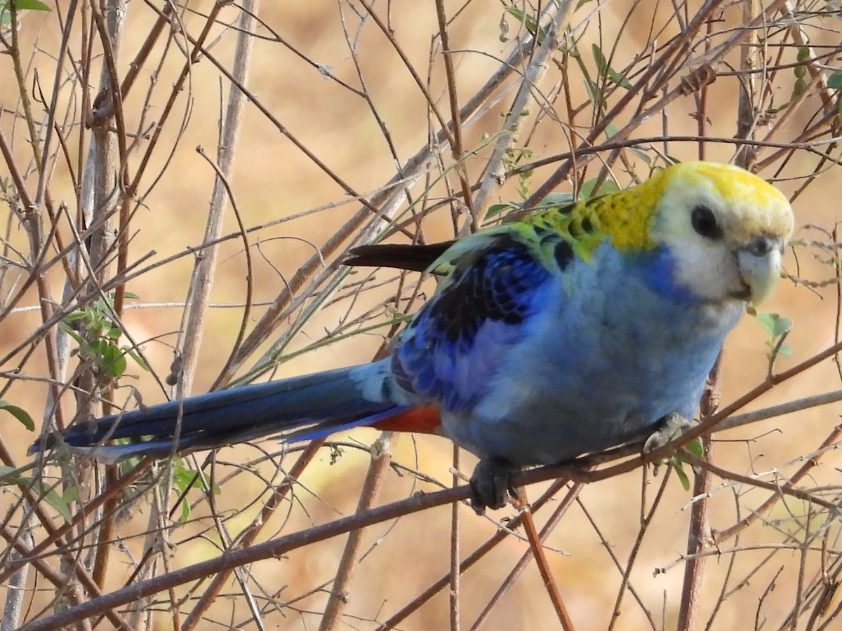 Pale-headed Rosella - ML643533856