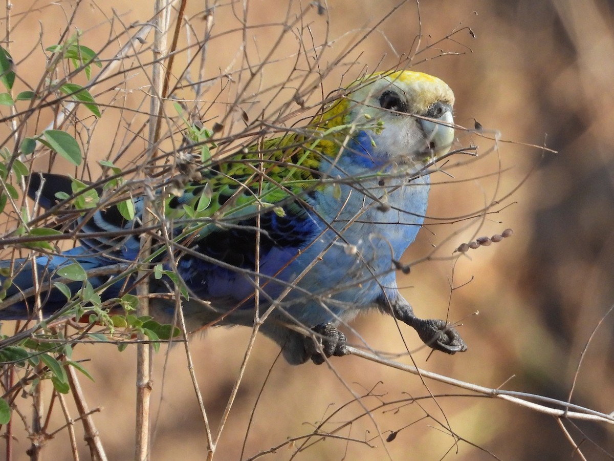 Pale-headed Rosella - ML643533857