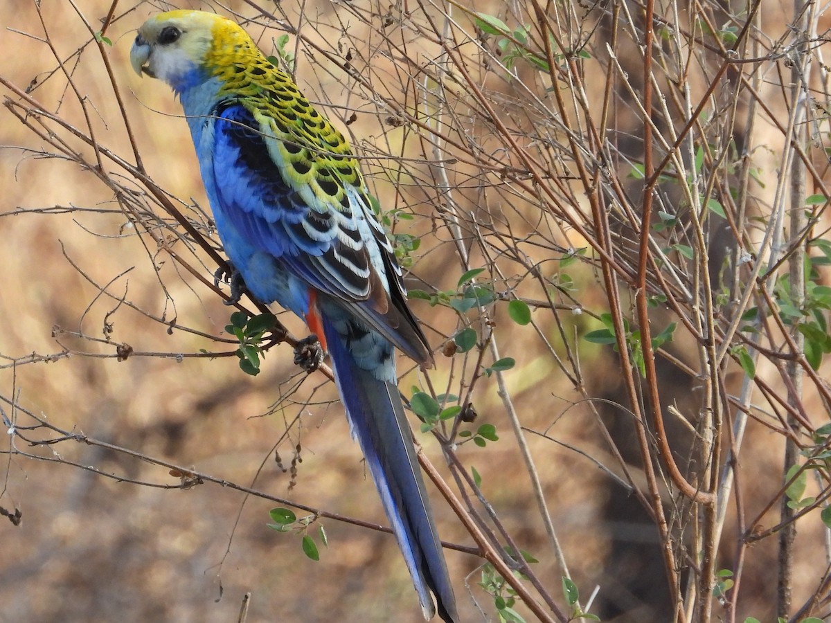 Pale-headed Rosella - ML643533858