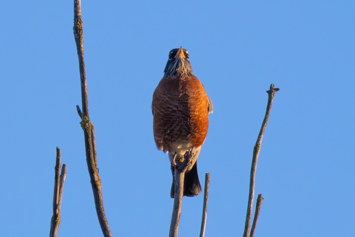 American Robin - ML643533859