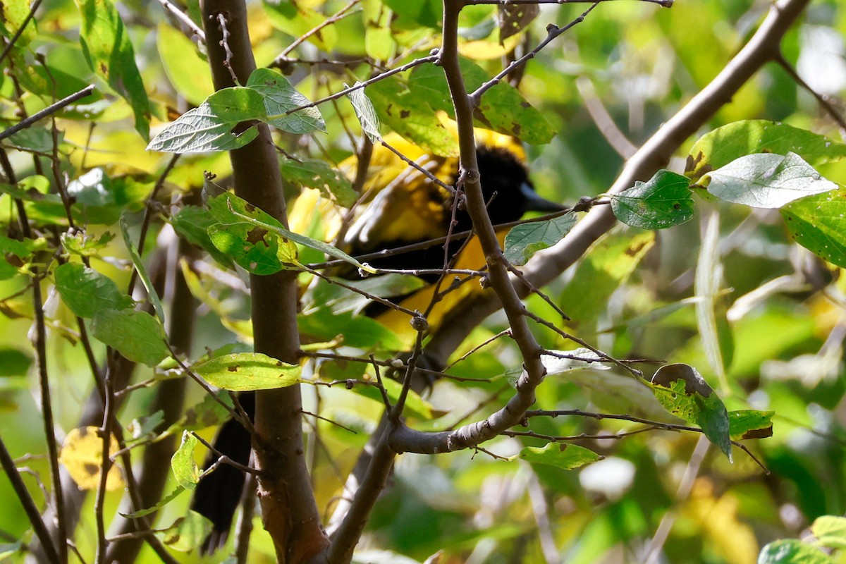 Audubon's Oriole - ML643533866