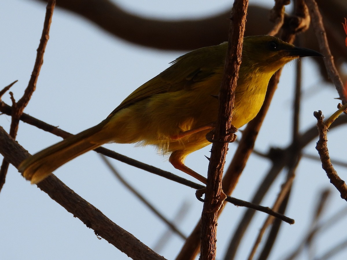 Yellow Honeyeater - ML643533876