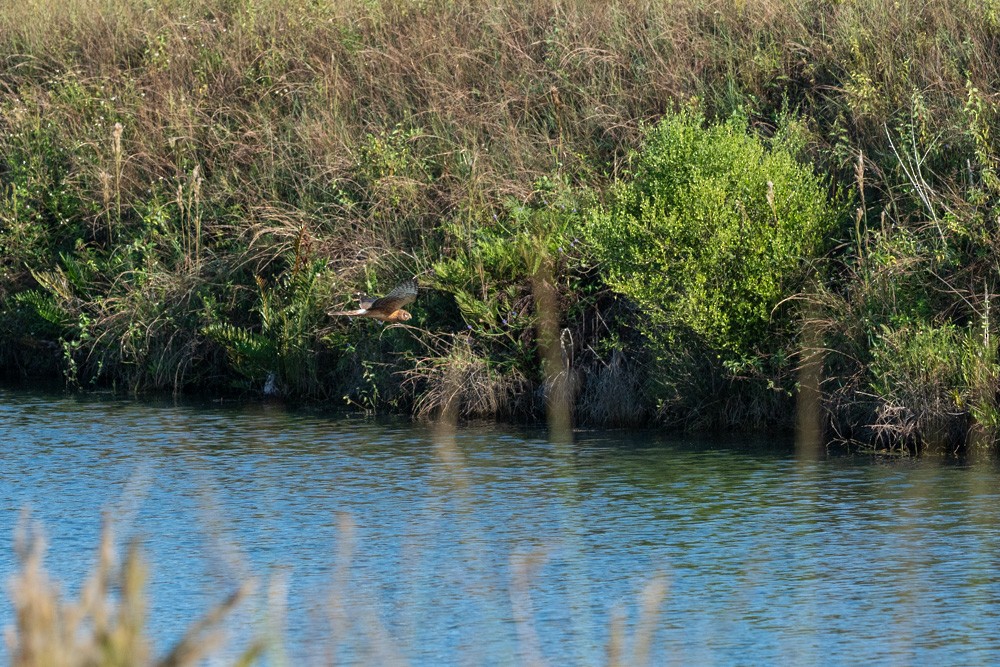 Northern Harrier - ML643533893