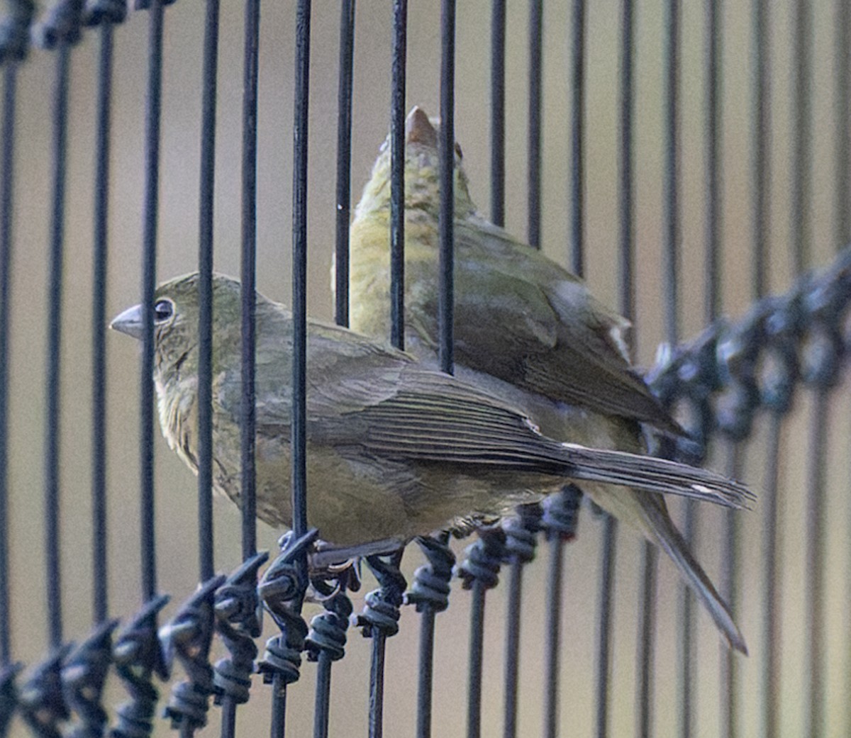 Painted Bunting - ML643533904