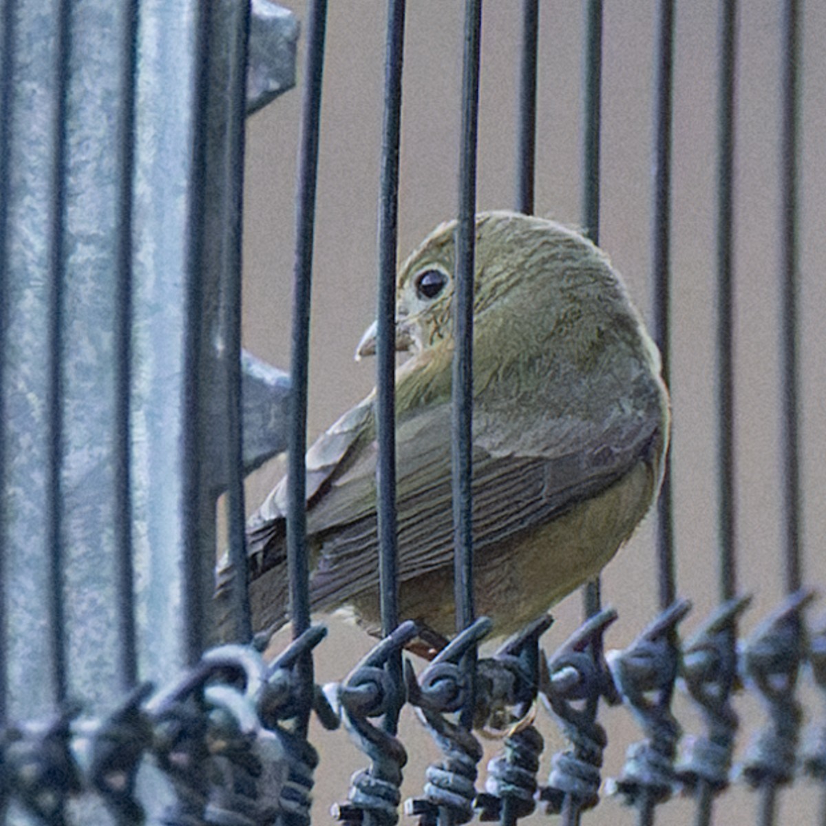 Painted Bunting - ML643533905