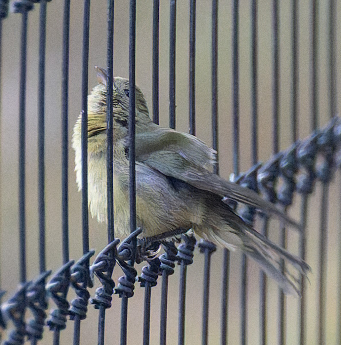 Painted Bunting - ML643533906