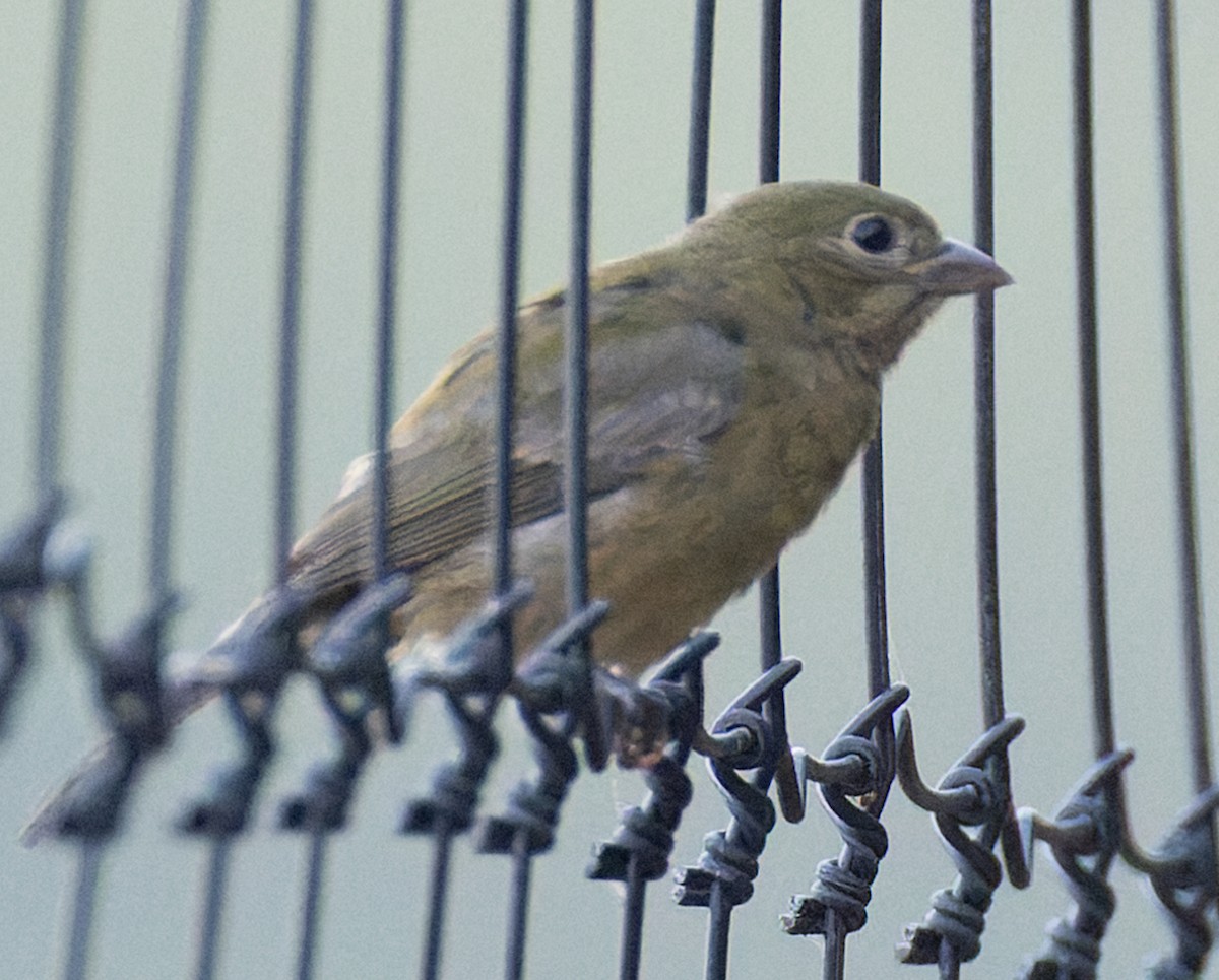 Painted Bunting - ML643533907