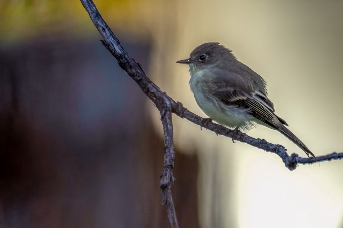Gray Flycatcher - ML643533909