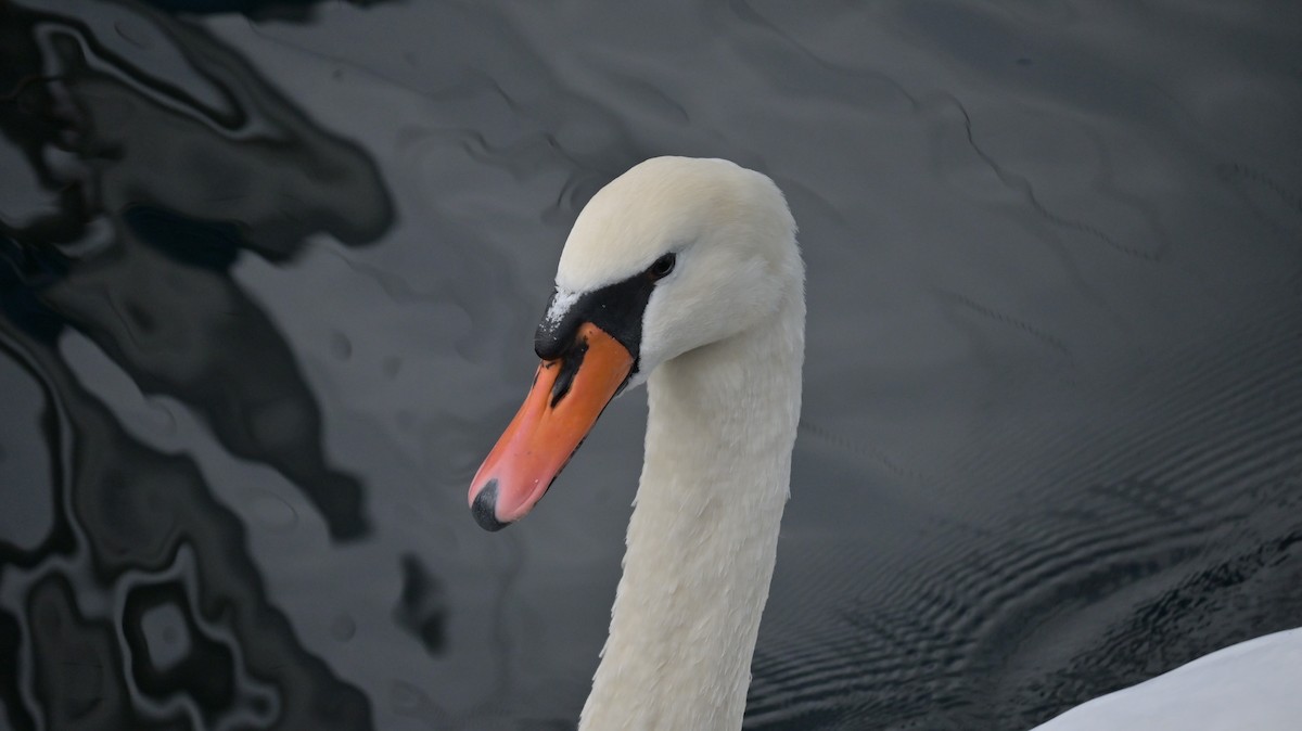 Kuğu - ML643533923