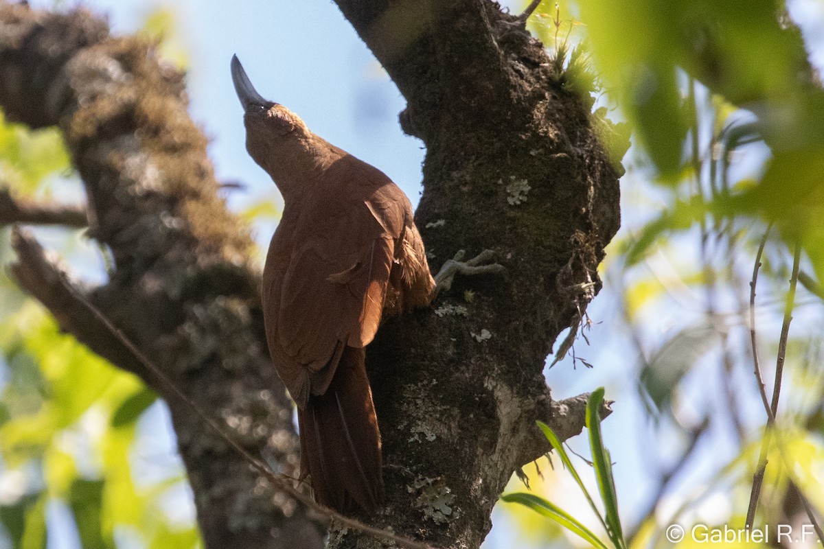 Great Rufous Woodcreeper - ML643533938