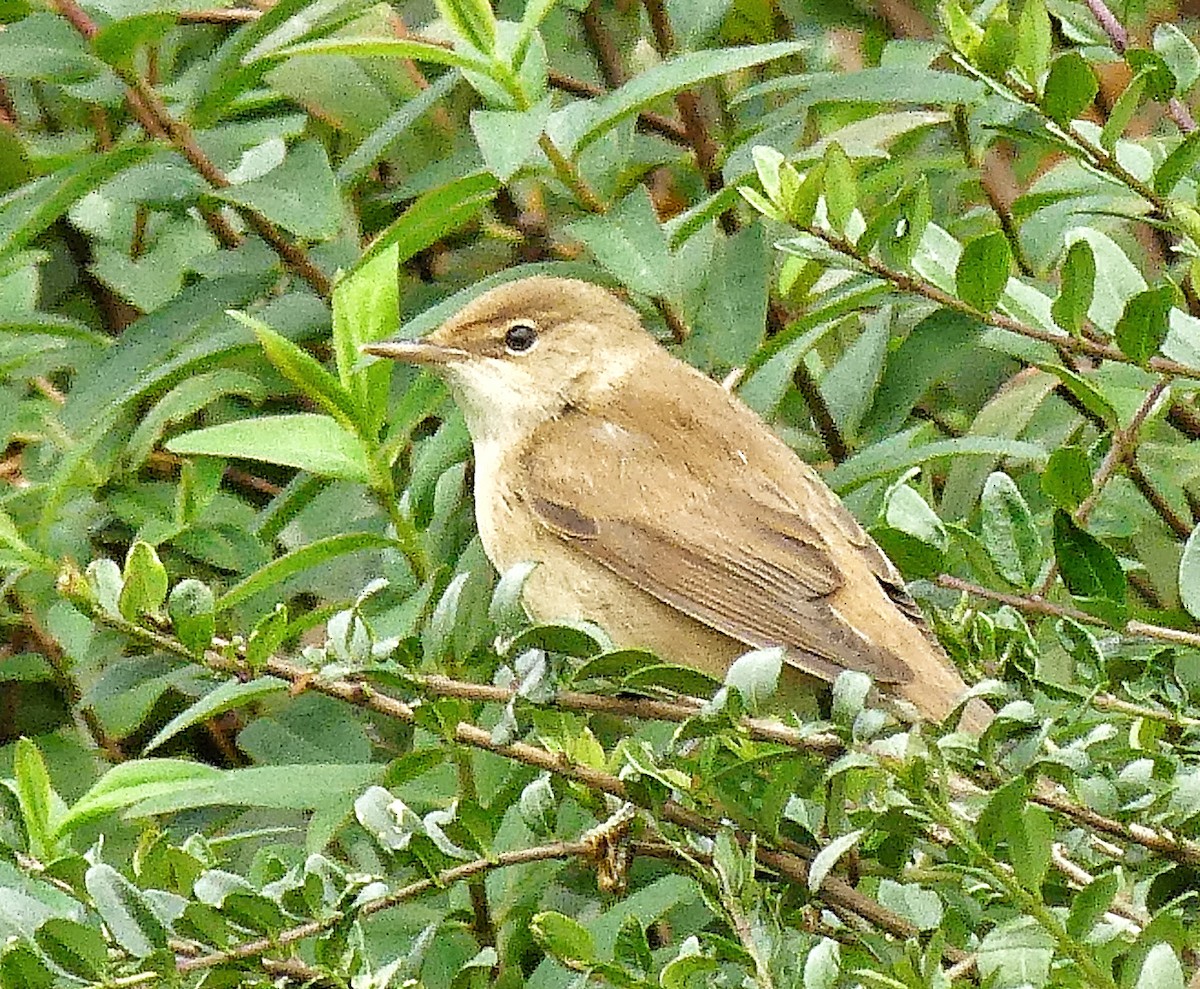 Common Reed Warbler - ML643534025