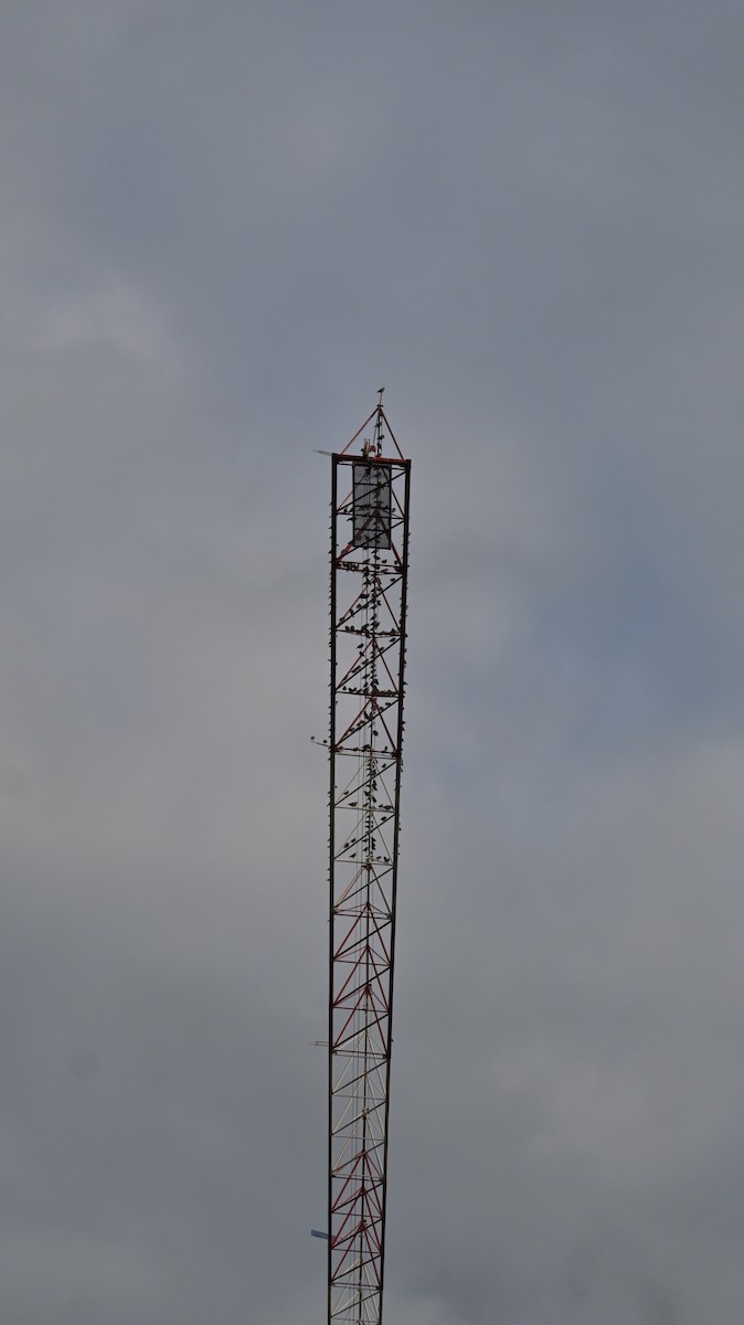 Étourneau sansonnet - ML643534026
