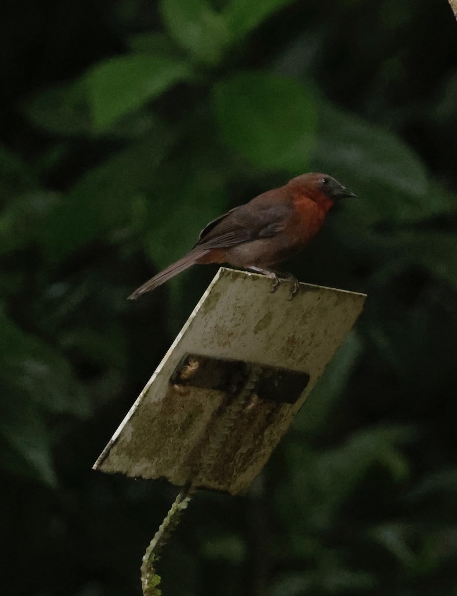 Red-throated Ant-Tanager - ML643534039