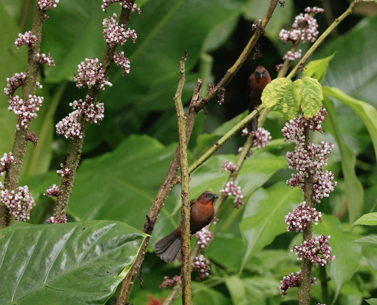Red-throated Ant-Tanager - ML643534040