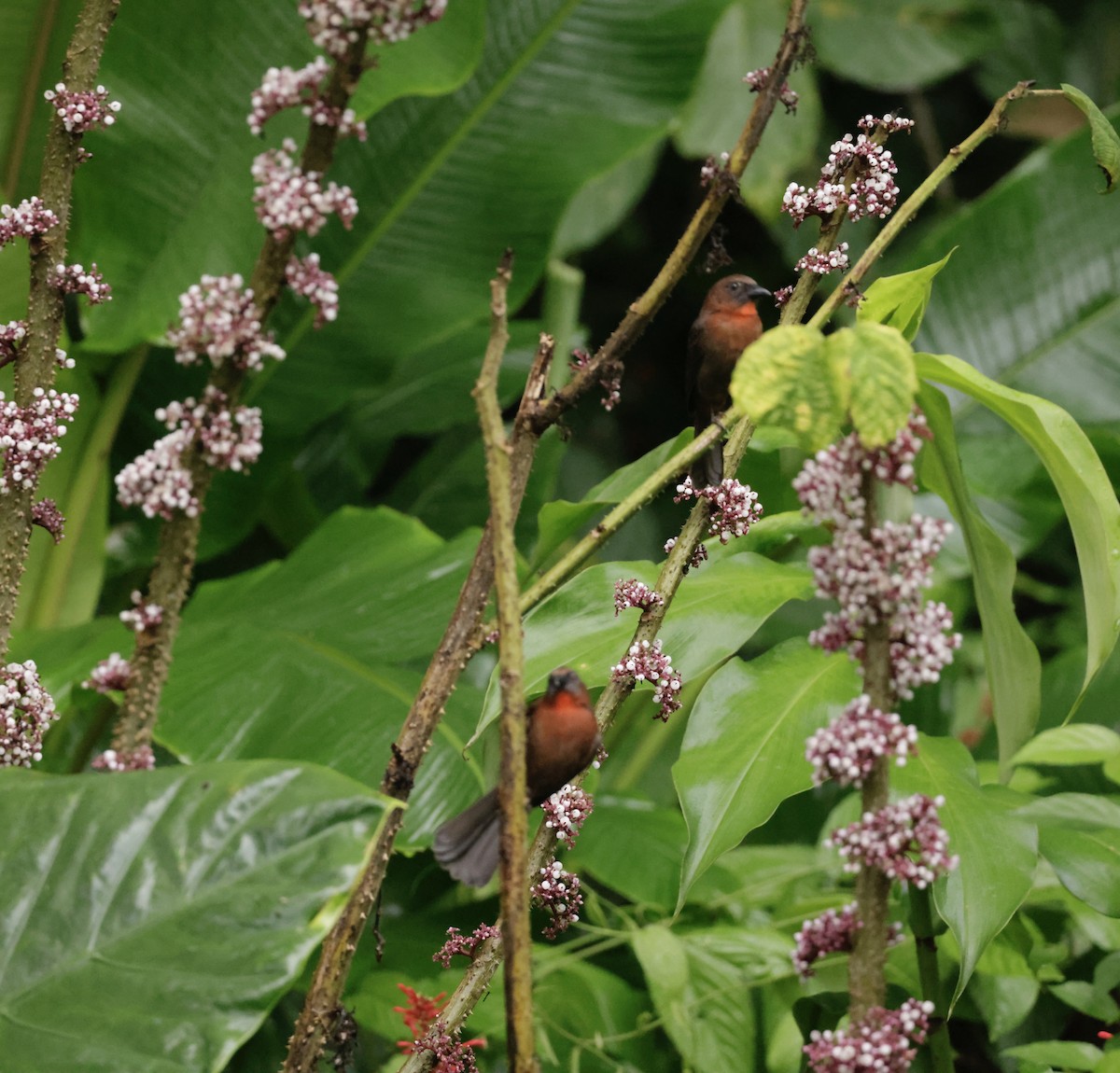 Red-throated Ant-Tanager - ML643534041
