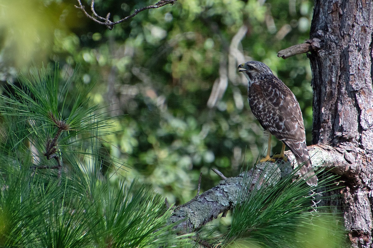 Rotschulterbussard - ML643534051