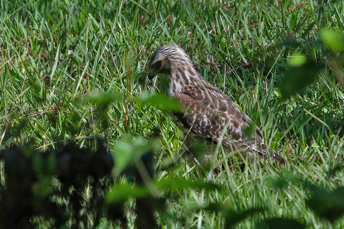 Red-shouldered Hawk - ML643534053