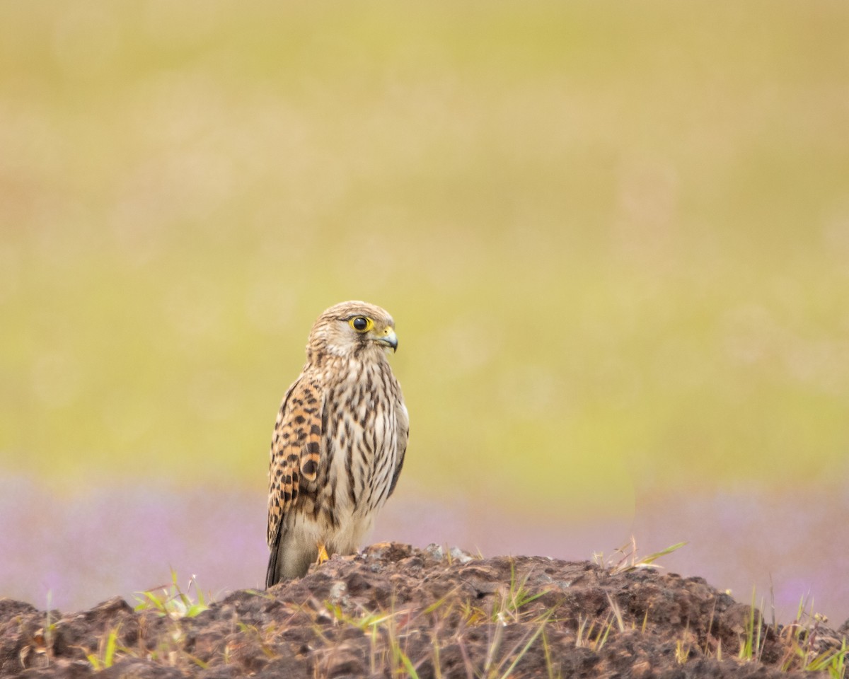Turmfalke - ML643534058