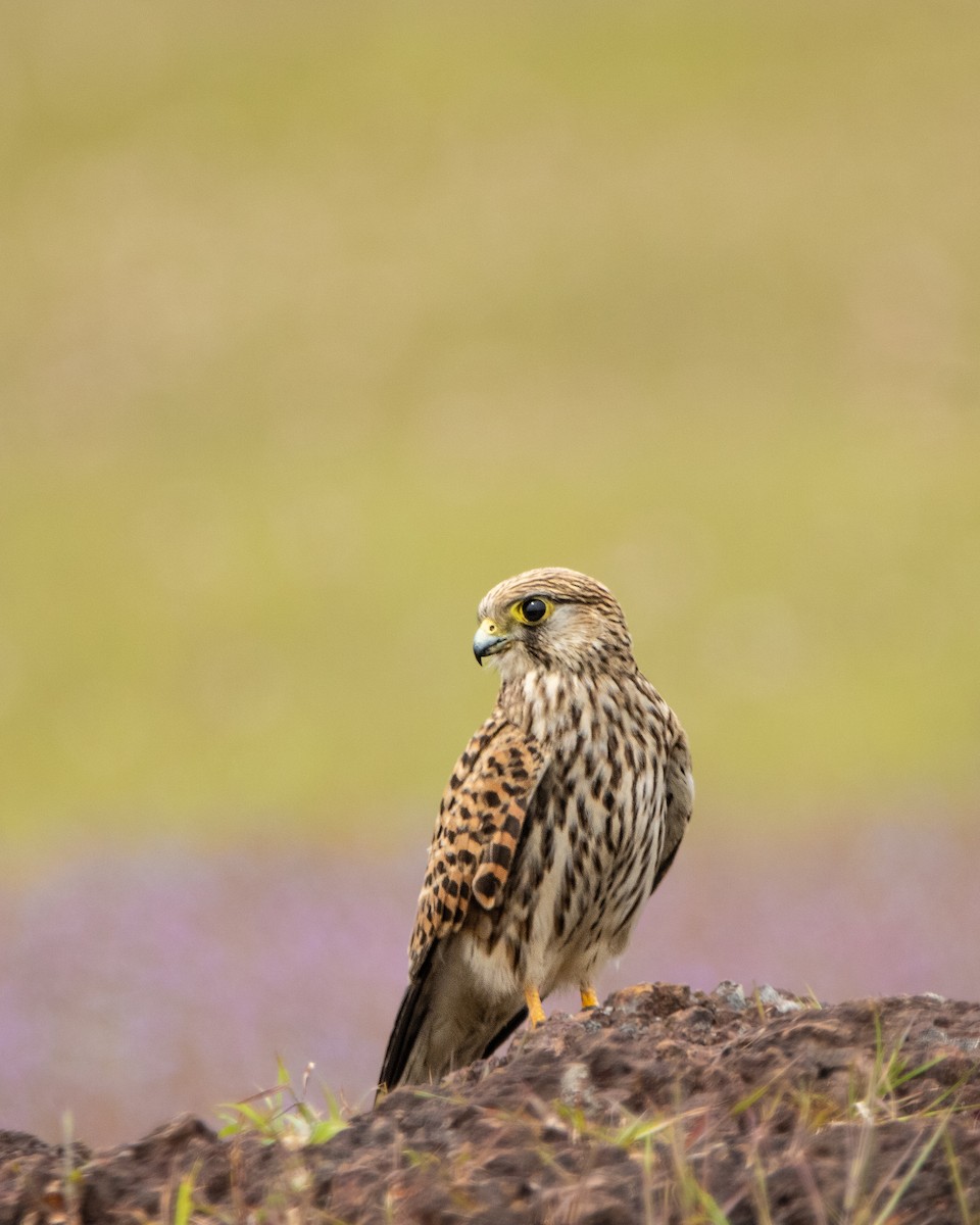 Turmfalke - ML643534059