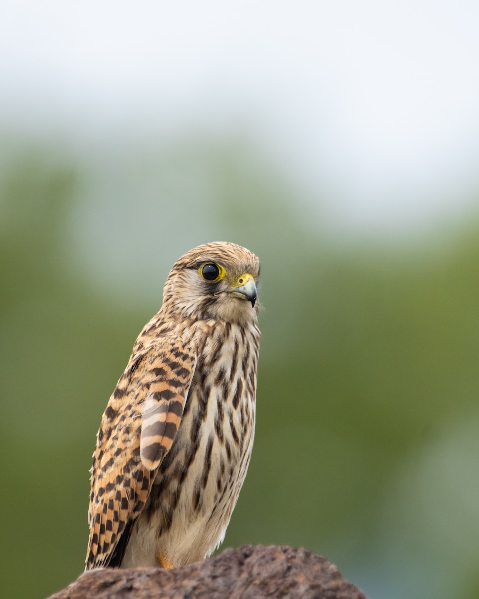 Turmfalke - ML643534062