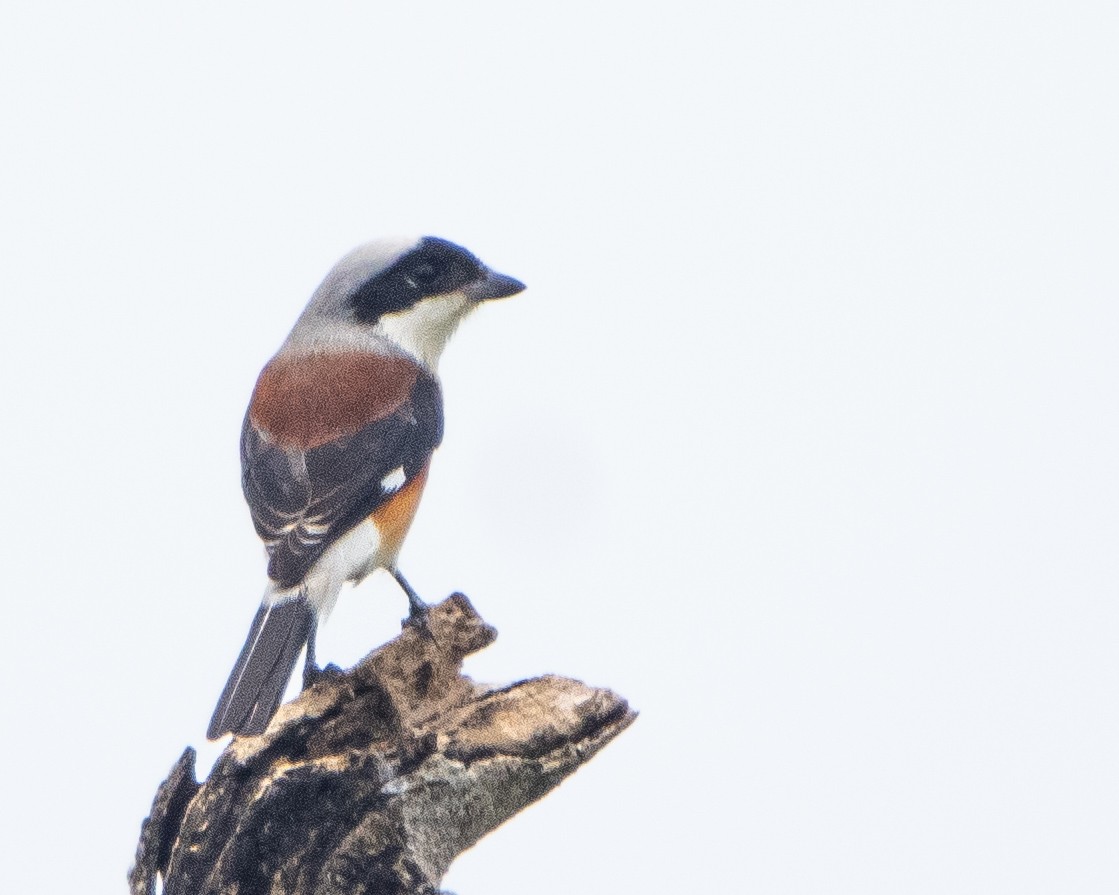 Bay-backed Shrike - ML643534064