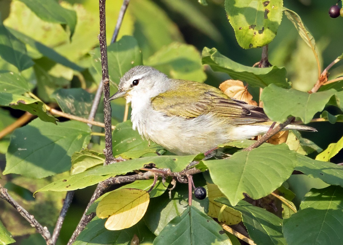Brauenwaldsänger - ML643534073