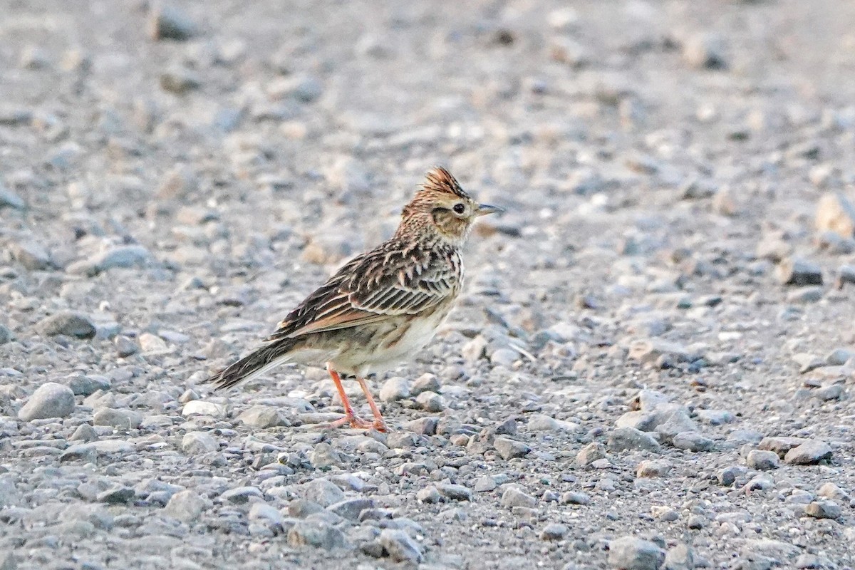 Orientfeldlerche - ML643534074