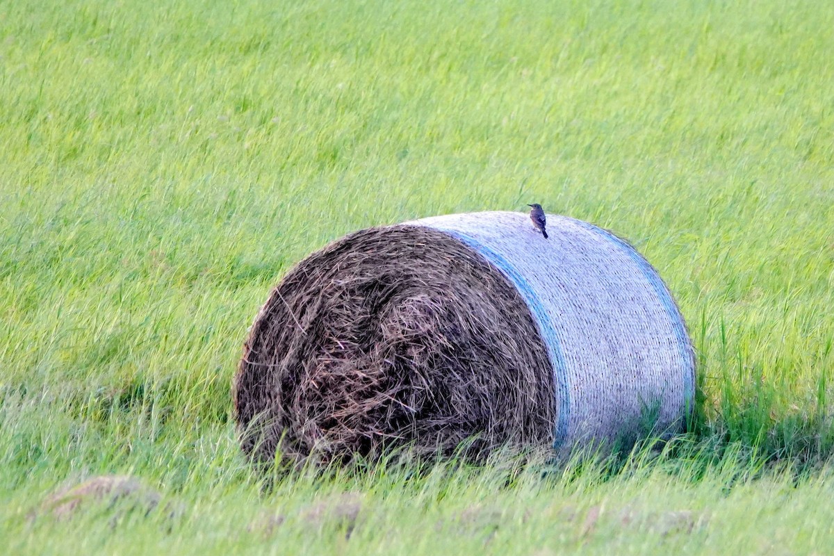 Blaumerle - ML643534080