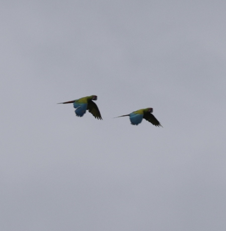 Great Green Macaw - ML643534135
