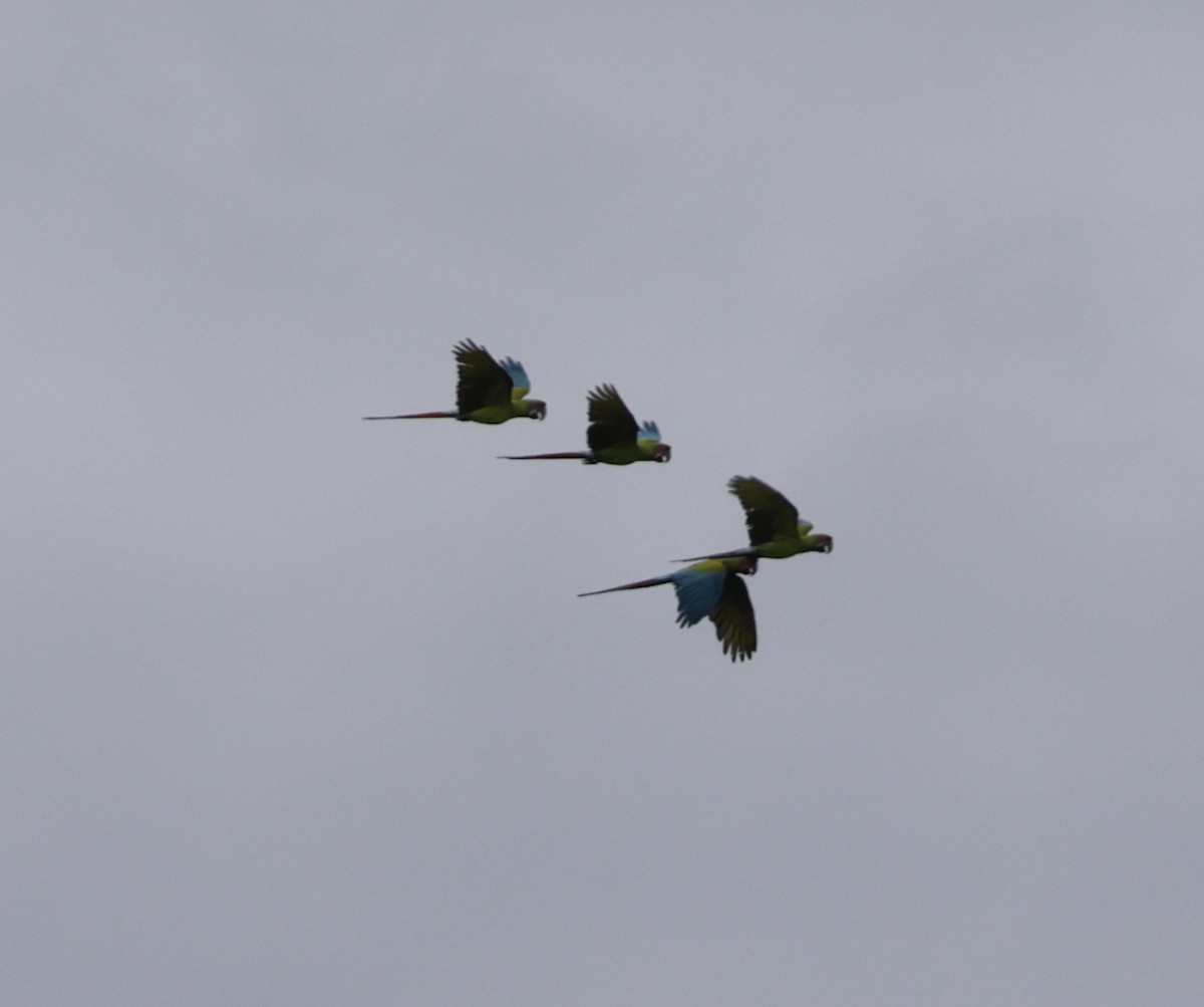 Great Green Macaw - ML643534136