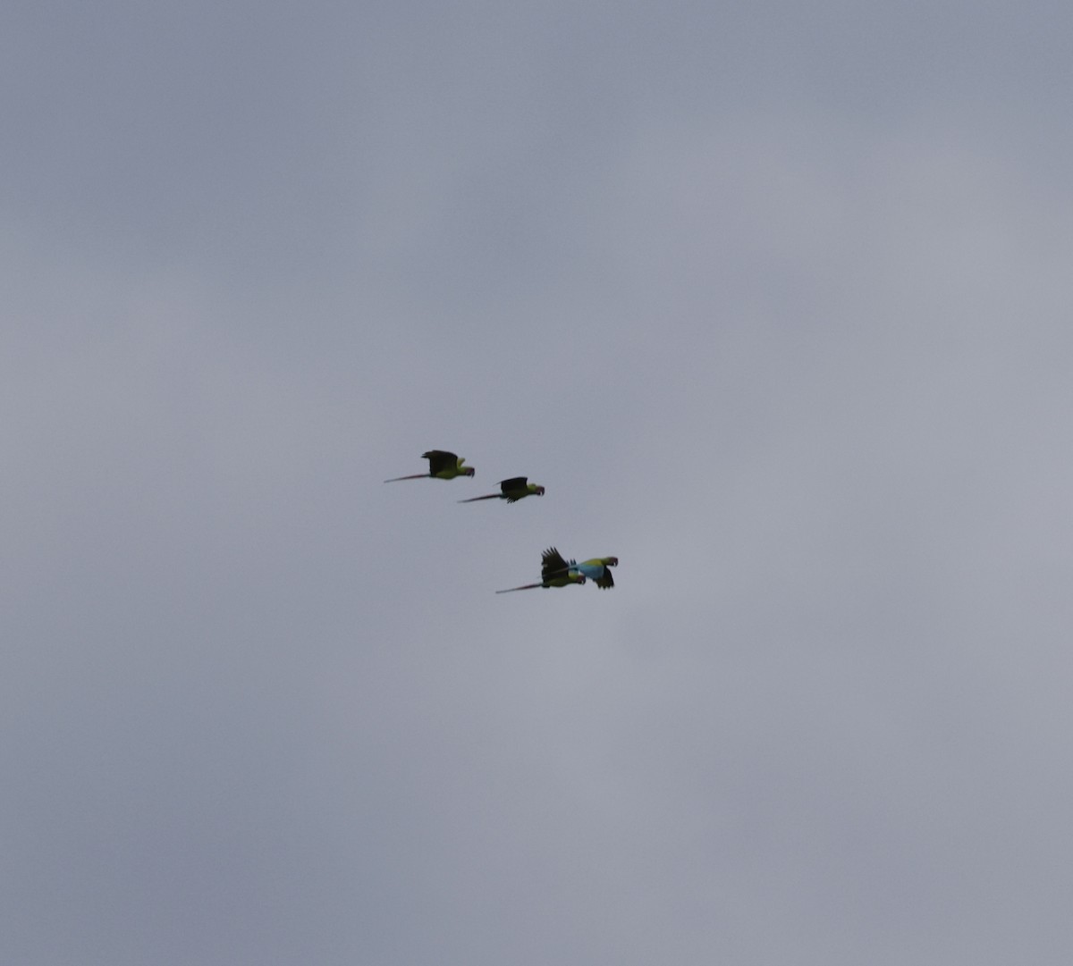 Great Green Macaw - ML643534137