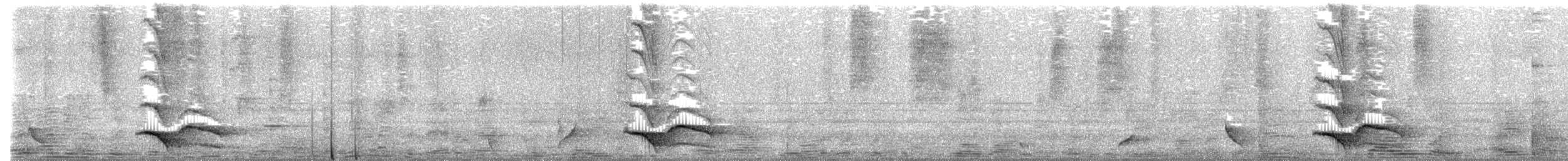 Pied Currawong - ML643534252