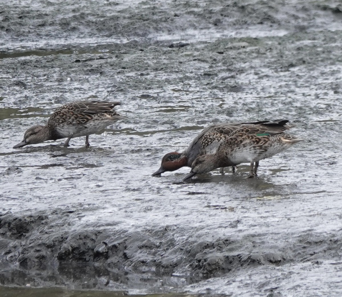 Green-winged Teal - ML643534275