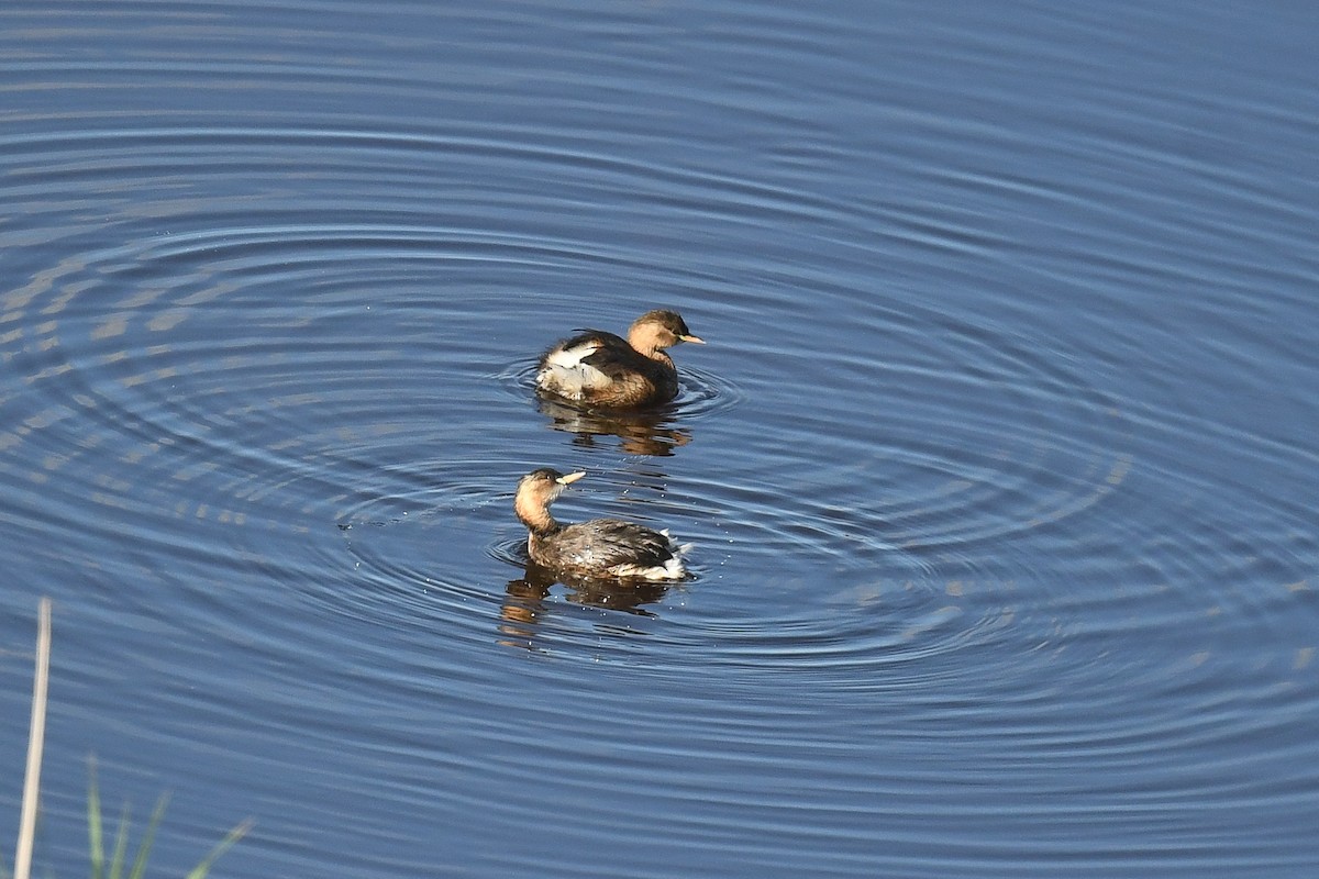 Little Grebe - ML643534278