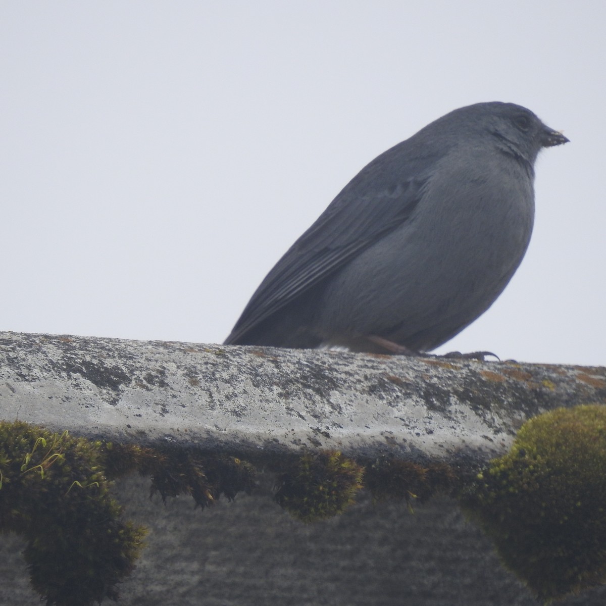 Plumbeous Sierra Finch - ML643534279