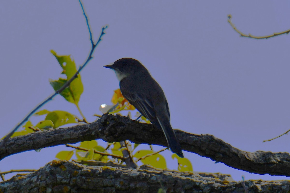 Eastern Phoebe - ML643534280