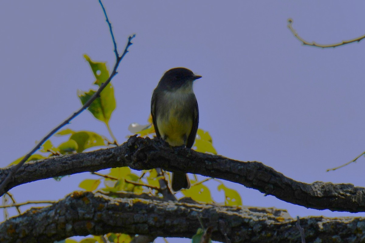 Eastern Phoebe - ML643534281