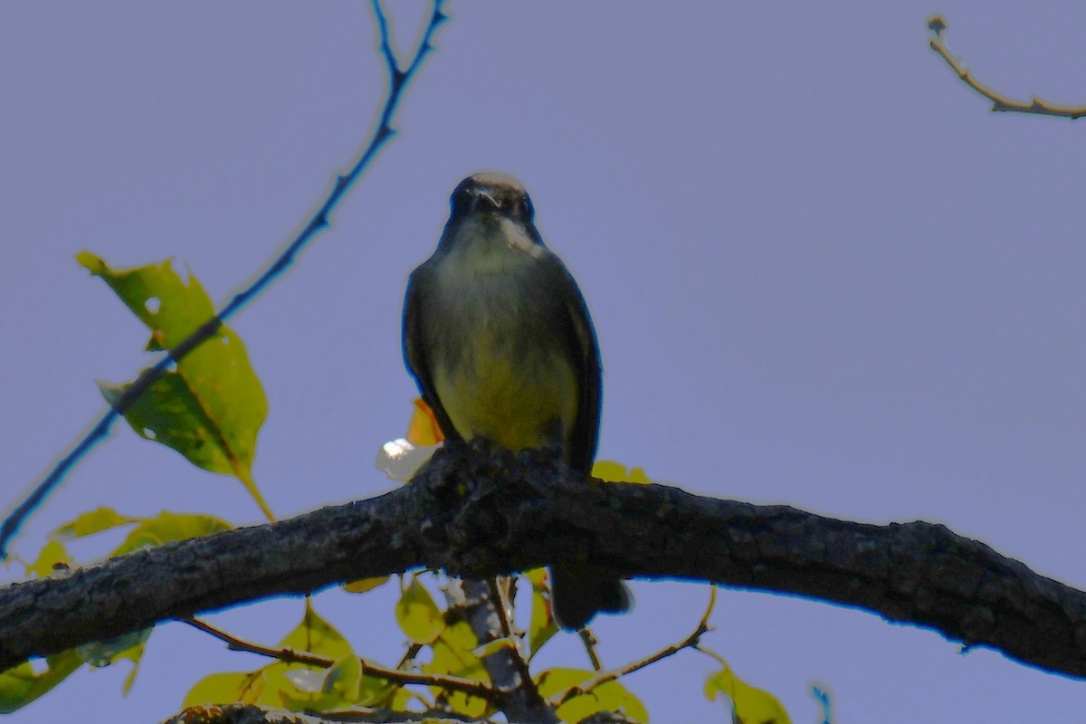 Eastern Phoebe - ML643534282