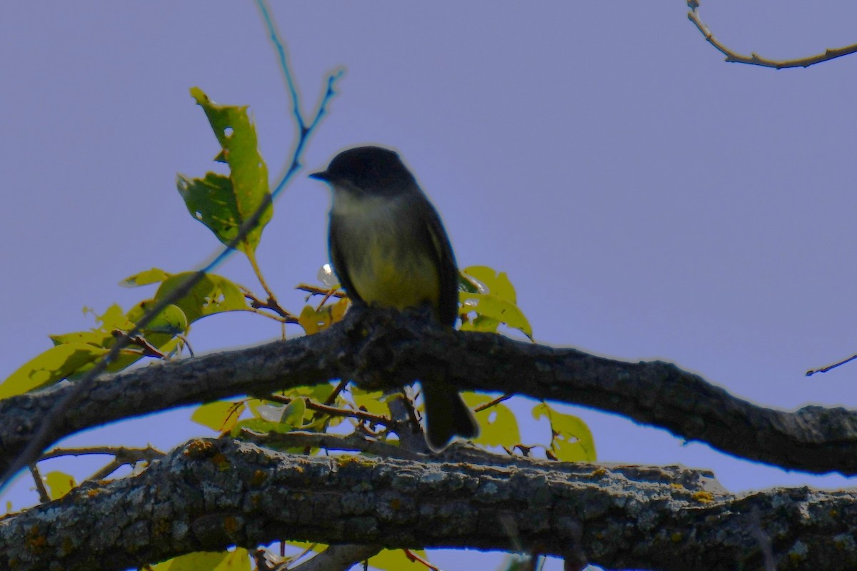 Eastern Phoebe - ML643534283