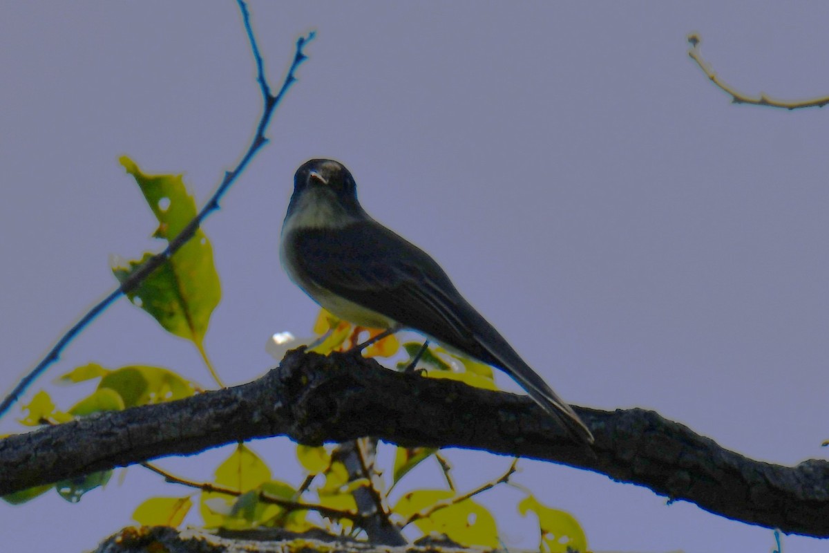 Eastern Phoebe - ML643534284