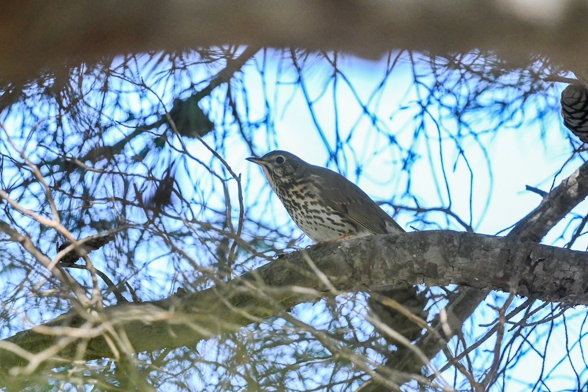 Song Thrush - ML643534285
