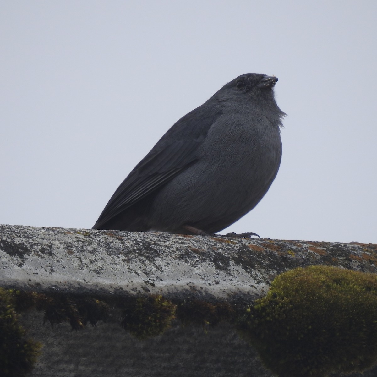 Plumbeous Sierra Finch - ML643534286