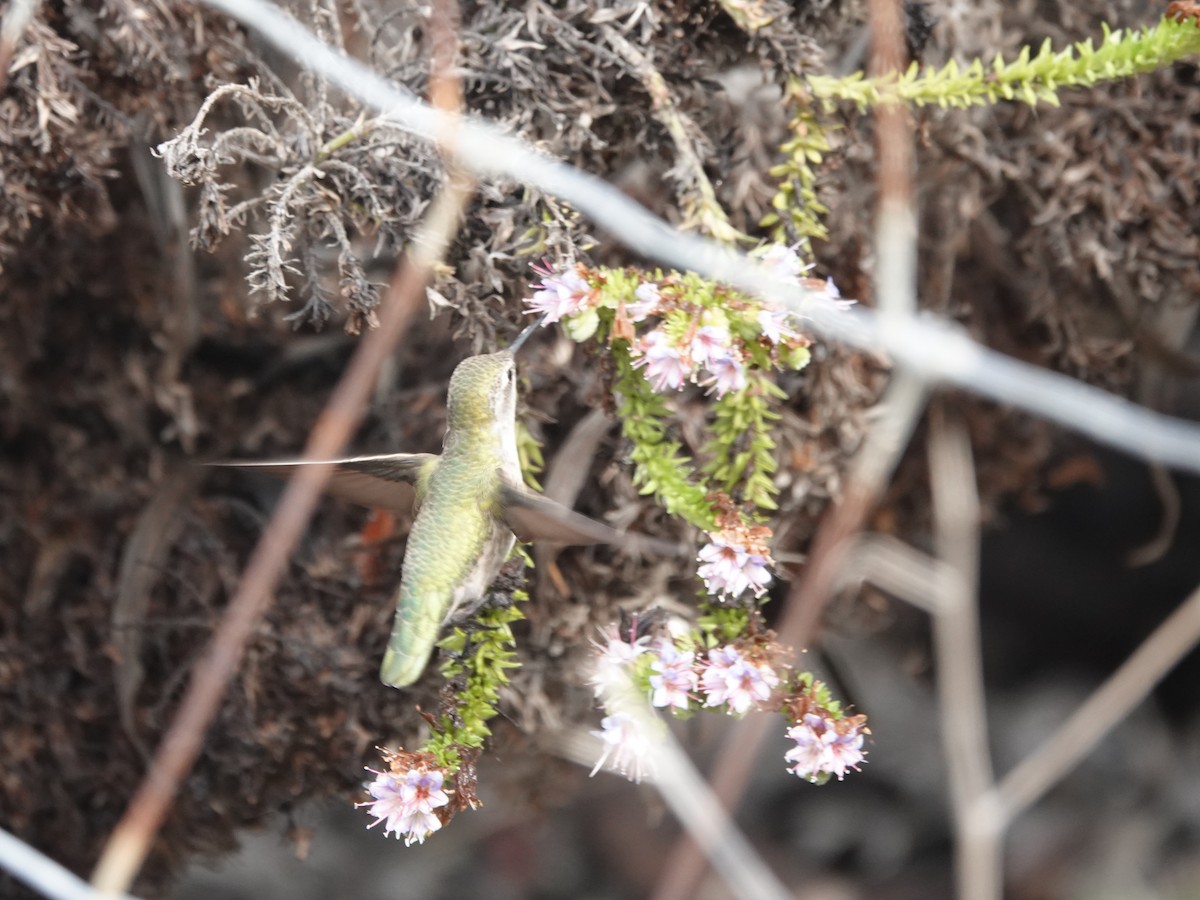 Anna's Hummingbird - ML643534289